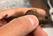 3" Finesse Goby
