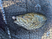 2.3" Finesse Goby