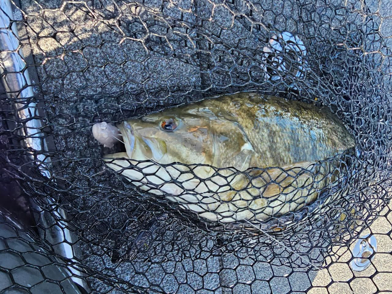 2.3" Finesse Goby