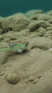 Godzilla Goby LT 6"