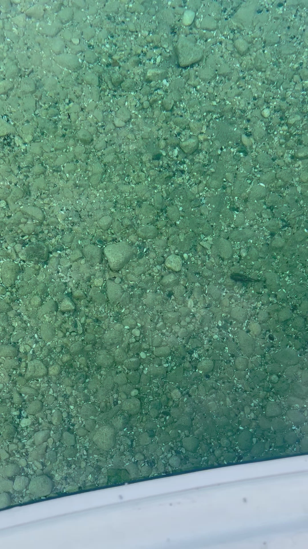 Godzilla Goby LT 5"